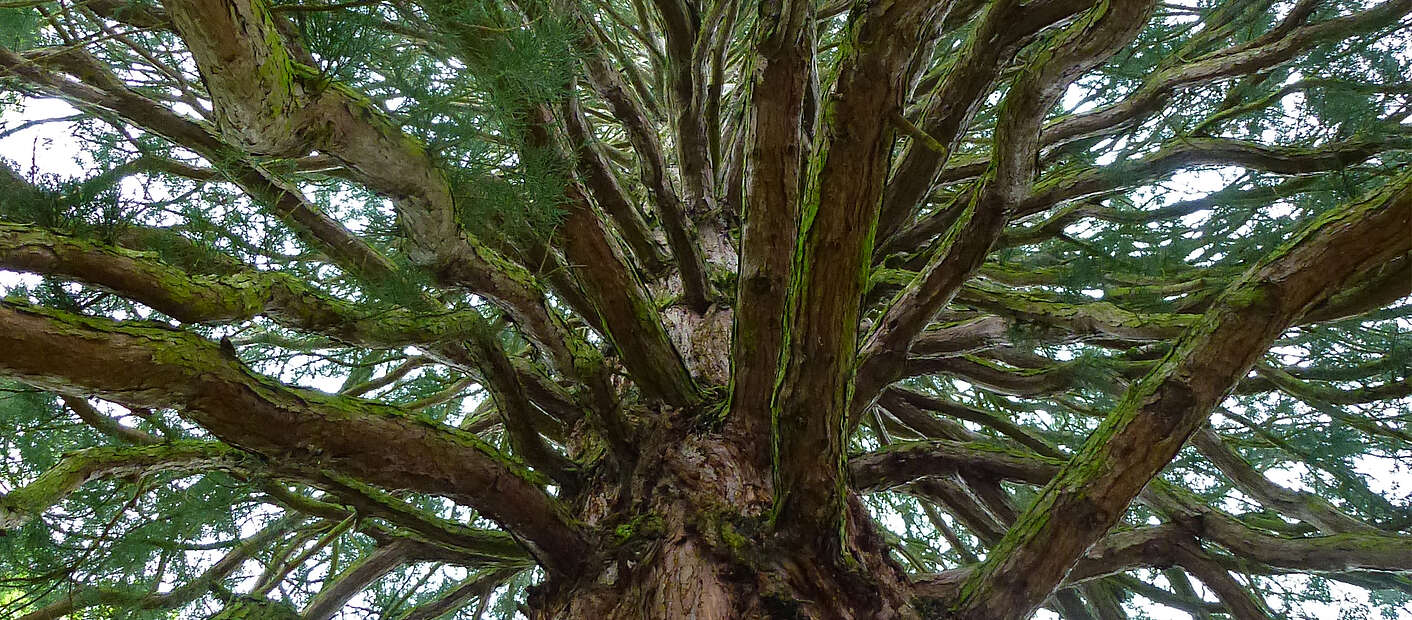Naturdenkmal Mammutbaum